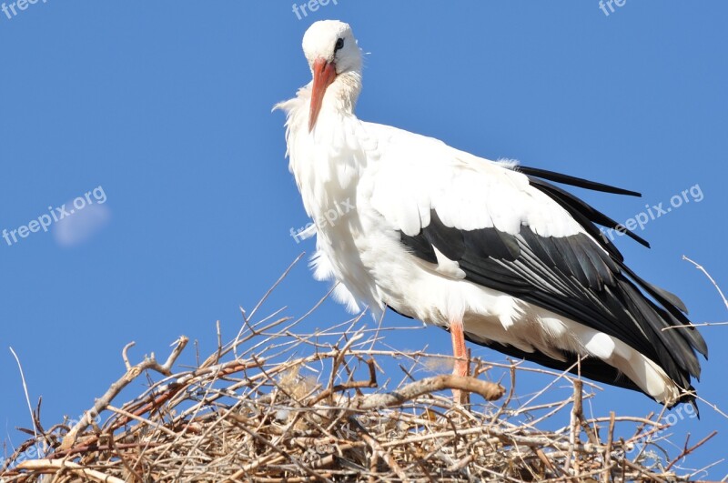 Stork Luna Animals Nest Bird