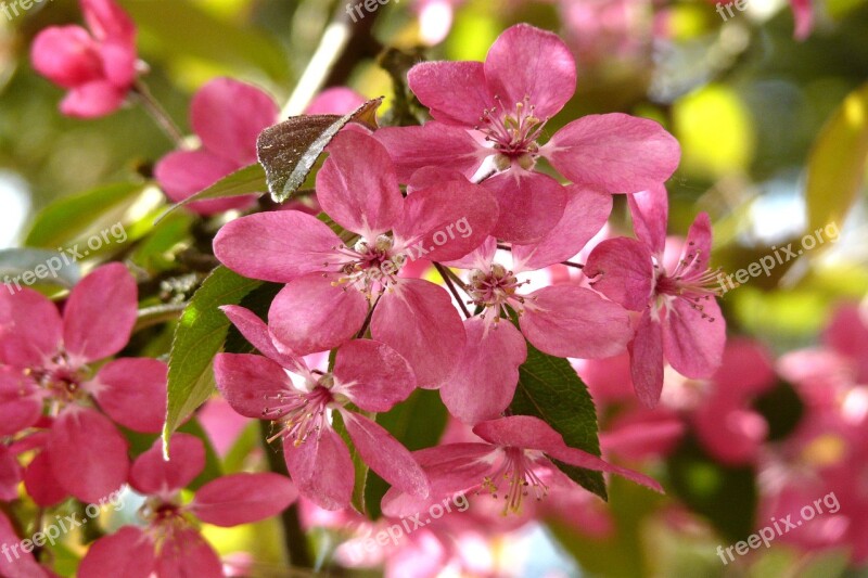 Wild Cherry Pink Spring Branches Wild Cherry Blossoms