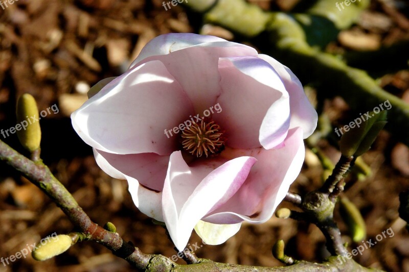 Magnolia Tulip Tree Blossom Bloom Magnoliengewaechs