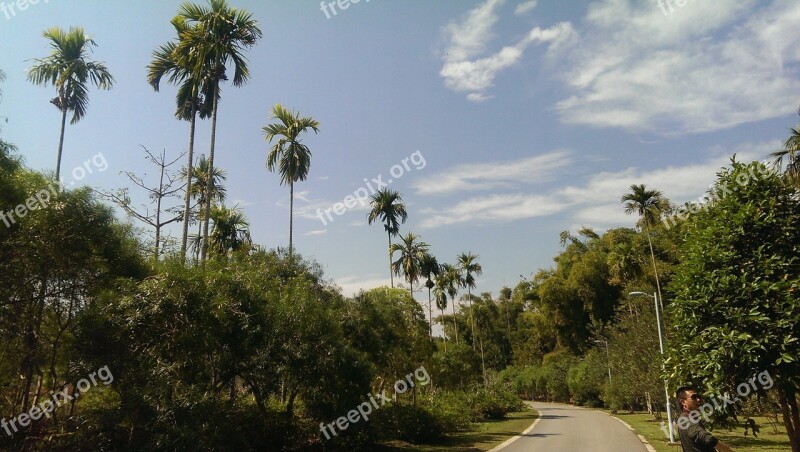 In Yunnan Province Botanical Garden Tropical Plants Free Photos