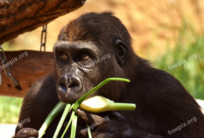 Gorilla Feeding Hungry Greedy Funny