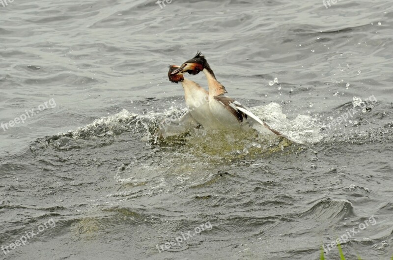 Grebe Bird Waterfowl Fighting Territory