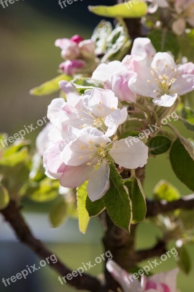 Apple Tree Flowers Tree Blossoms Apple Blossom Apple Tree White