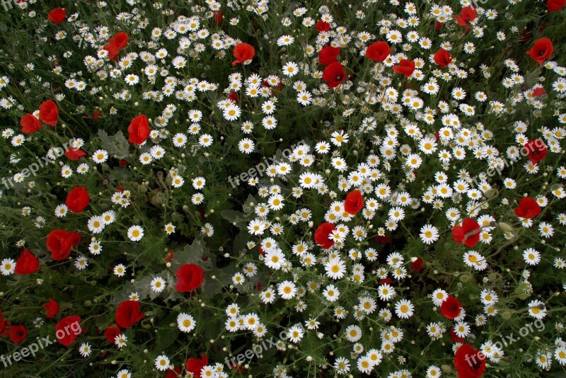 Flower Head Wild Carpet Of Flowers White Red