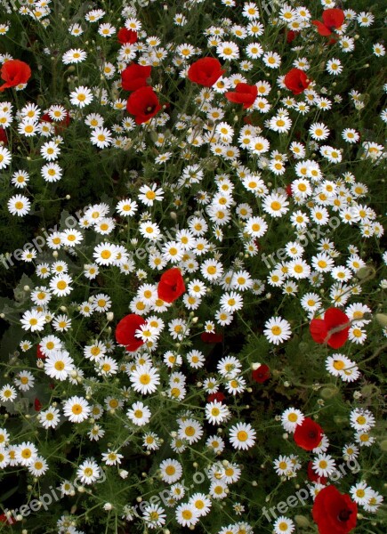 Flower Head Wild Carpet Of Flowers White Red