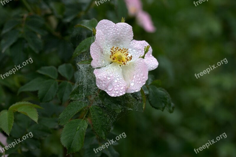 Flower Dog Rose Pink Petals Plant