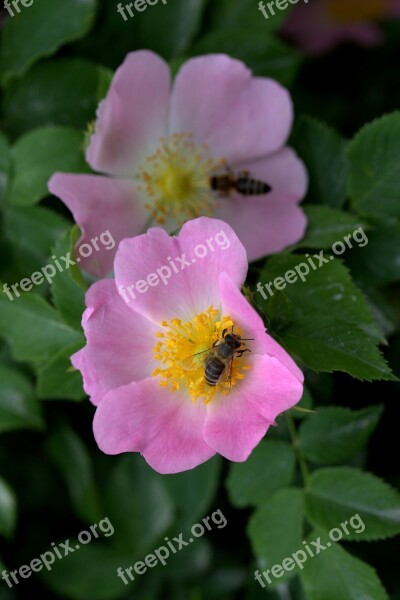 Flower Dog Rose Bee Pink Petals