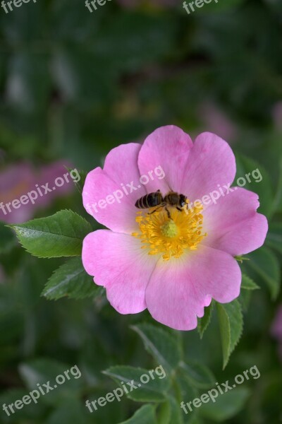 Flower Dog Rose Bee Pink Petals