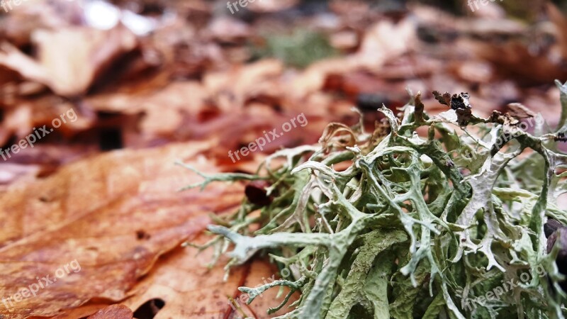 Moss Nature Leaves Beautiful Peace