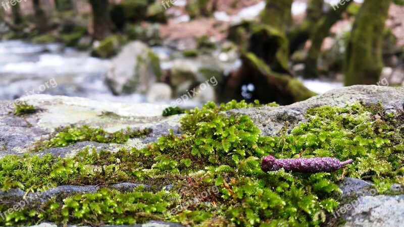 Moss Nature Leaves Beautiful Peace