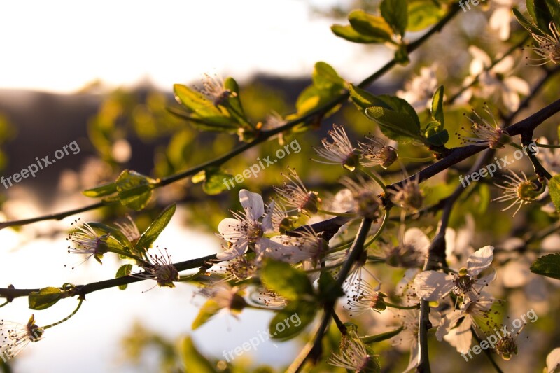 Cherry Blossom Summer Blossom Bloom Sun