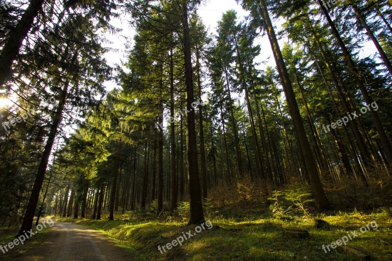 Forest Hunter Hut Forests Hunting