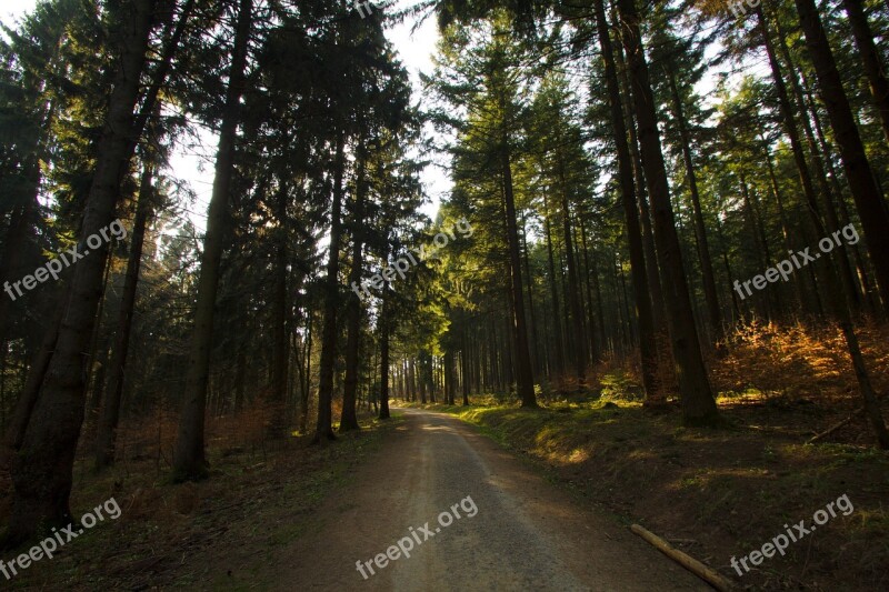 Forest Hunter Hut Forests Hunting