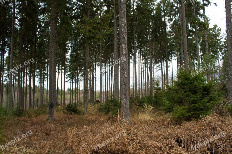 Forest Hunter Hut Forests Hunting