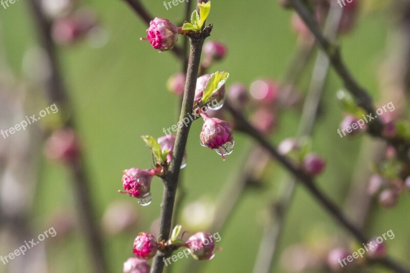 Spring Dewdrop Tonsil Plant The Delicacy