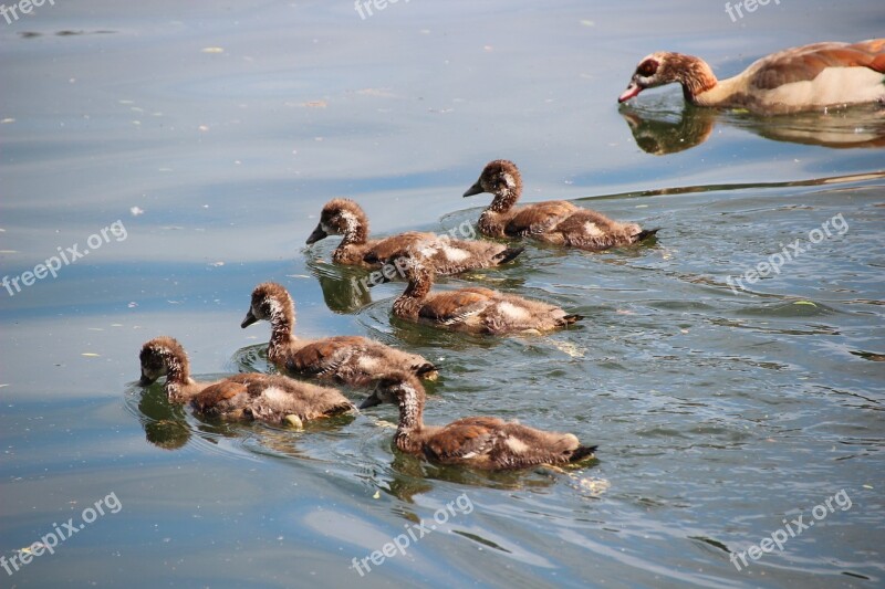 Nilgans Chicks Egyptian Goose Chick Water Bird Young Bird