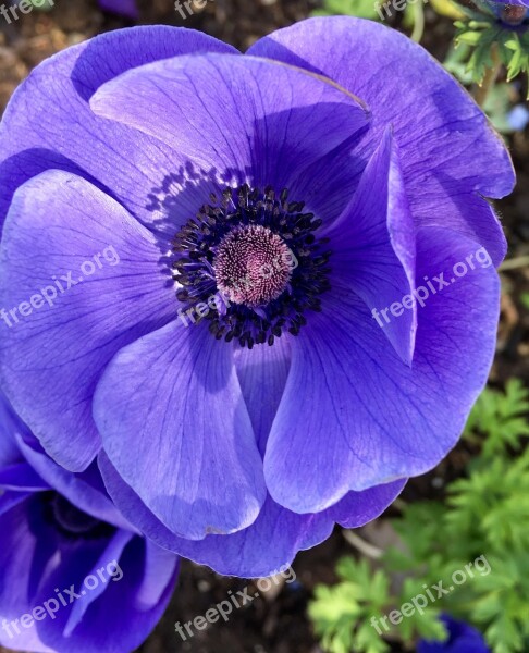 Flower Plant Anemone Nature Perennial