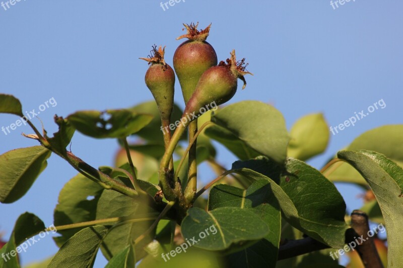 Pear Green Food Plant Crop