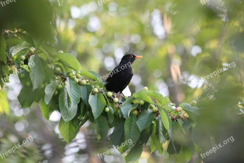 Bird Blackbird Branches Beak Nature