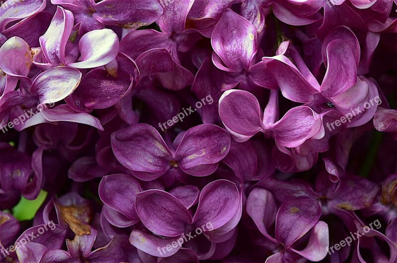 Lilacs Flower Purple Spring Floral