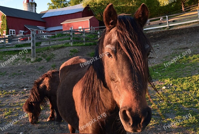 Horse Sunset Face Portrait Beautiful