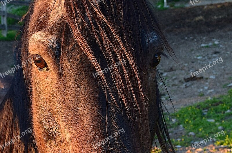 Horse Sunset Face Portrait Beautiful