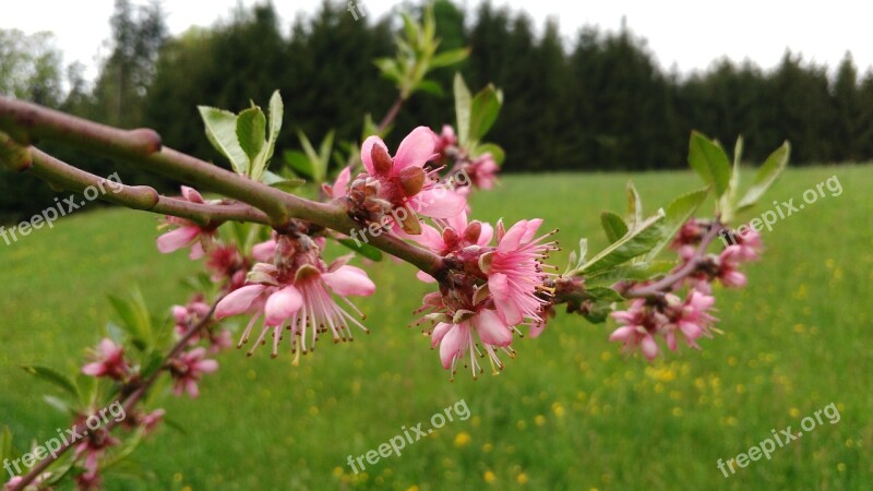 Peach Blossom Blossom Spring Garden Peach Tree