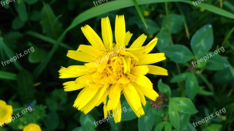 Wild Flowers Yellow Meadow Yellow Wild Flowers Yellow Flowers