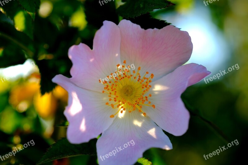 Blossom Bloom Bush Spring Nature