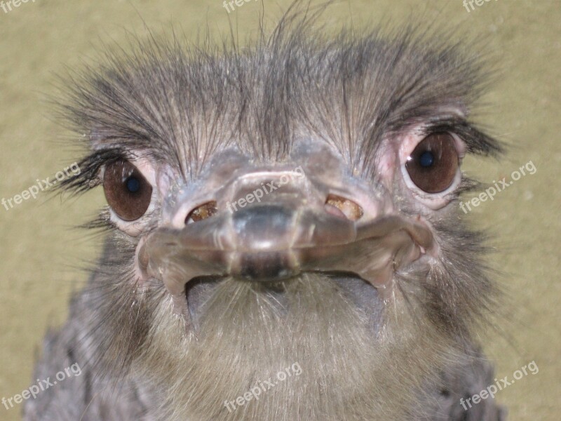 Ostrich Close-up Animal-photography Free Photos