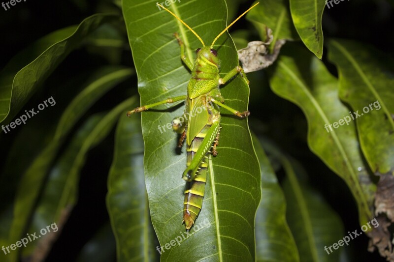 Grasshopper Disgusting Green Free Photos