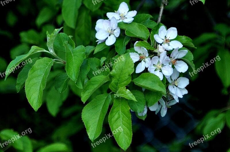 Nature Macro Plum Flower Spring Free Photos