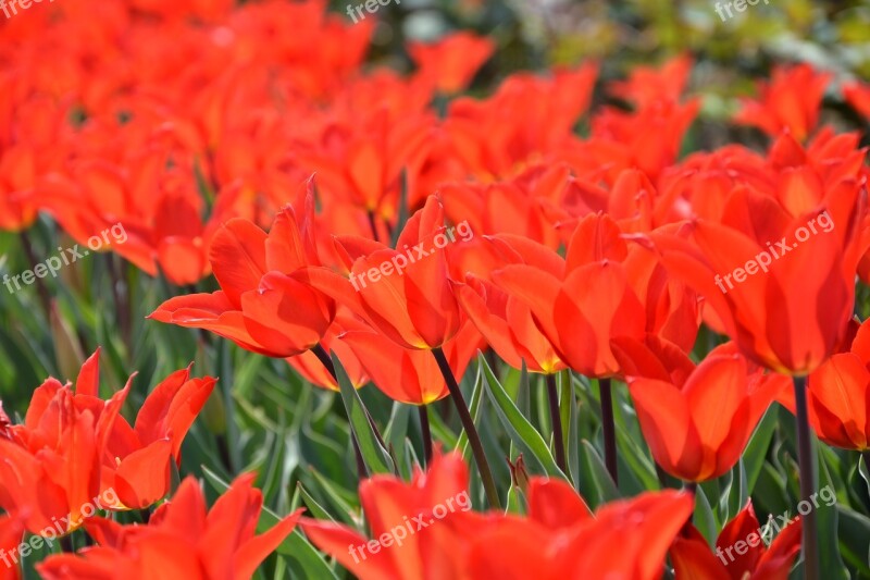 M Park Red Tulips Tulips Free Photos