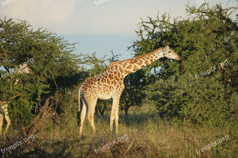 Giraffe Savannah Africa Safari Free Photos