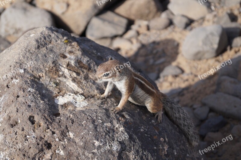 Fuerteventura Island Holidays Animal Mammal