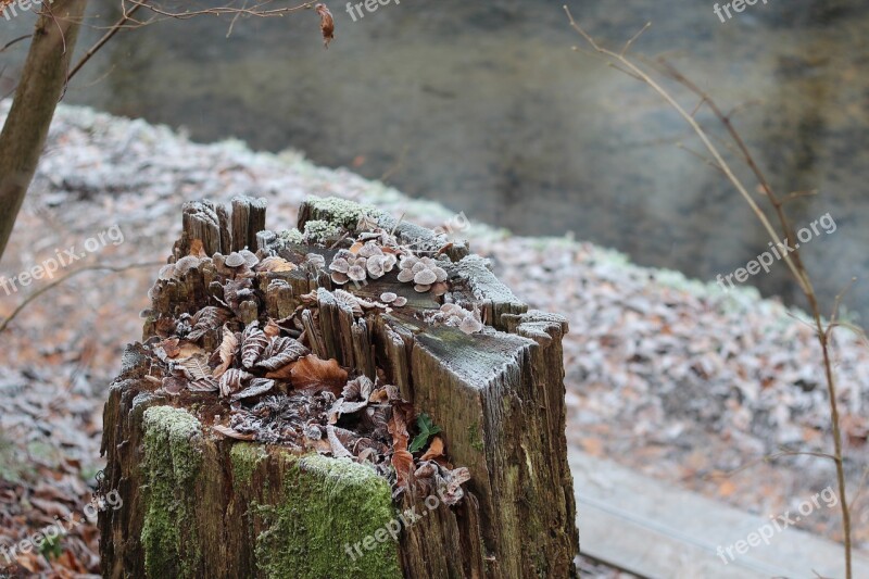 Frost Winter Hoarfrost Cold Wintry