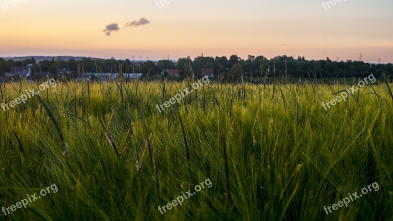 Evening Sun Fields Wheat Gold