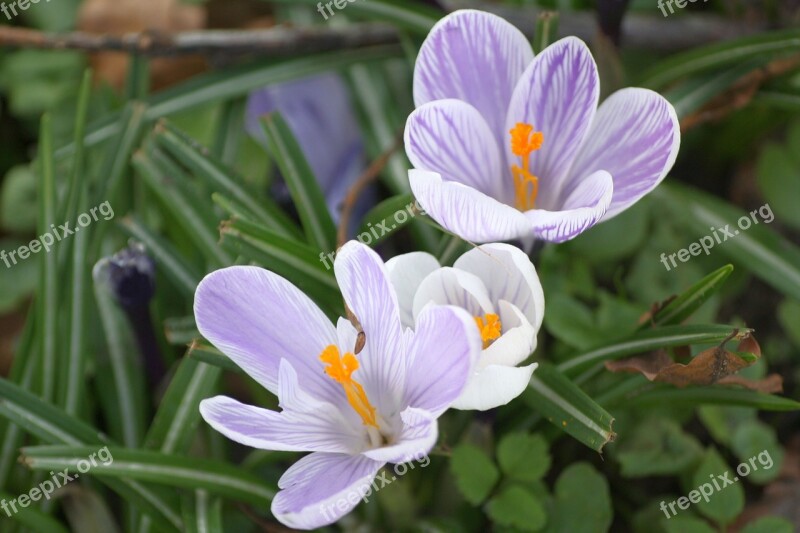 Spring Walk In The Park Crocus Trio Blue