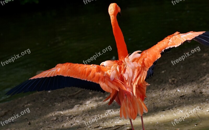 Flamingo Bird Colorful Tierpark Hellabrunn Free Photos