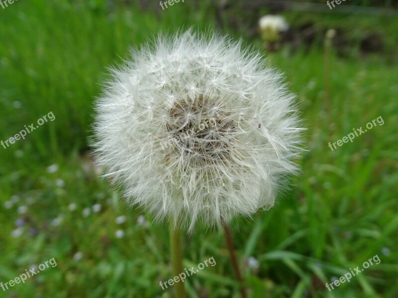 Dandelion Common Dandelion Pointed Flower Close Up Roadside