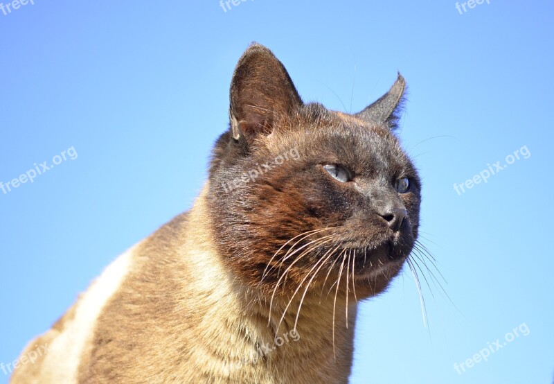 Siamese Cat The Owner Cat Blue Eyes Pet