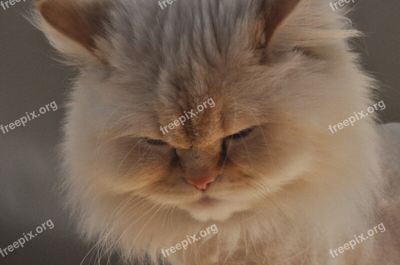 Himalayan Himalayan Cat Female Cat White Cat White