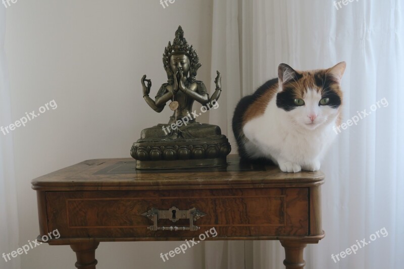 Buddhist Figure Cat Meditation Free Photos