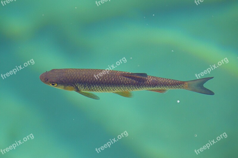 Fish Water Lake Nature Animal