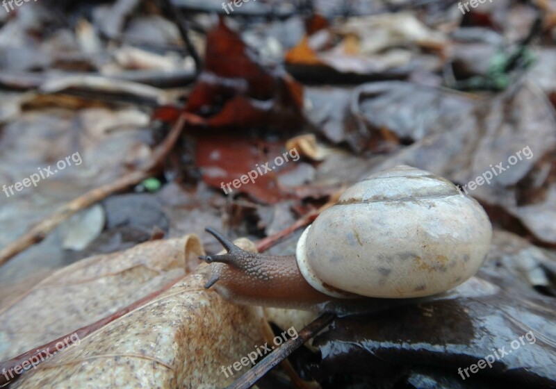 Snail Shell Nature Animal Wildlife