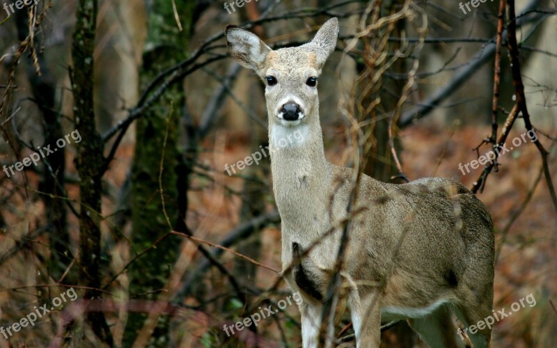 Deer Doe Nature Animal Wildlife