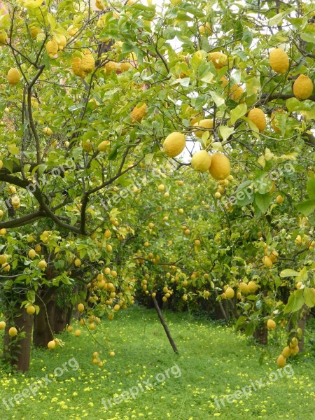 Lemon Trees Lemons Lemon Grove Sorrento Italy