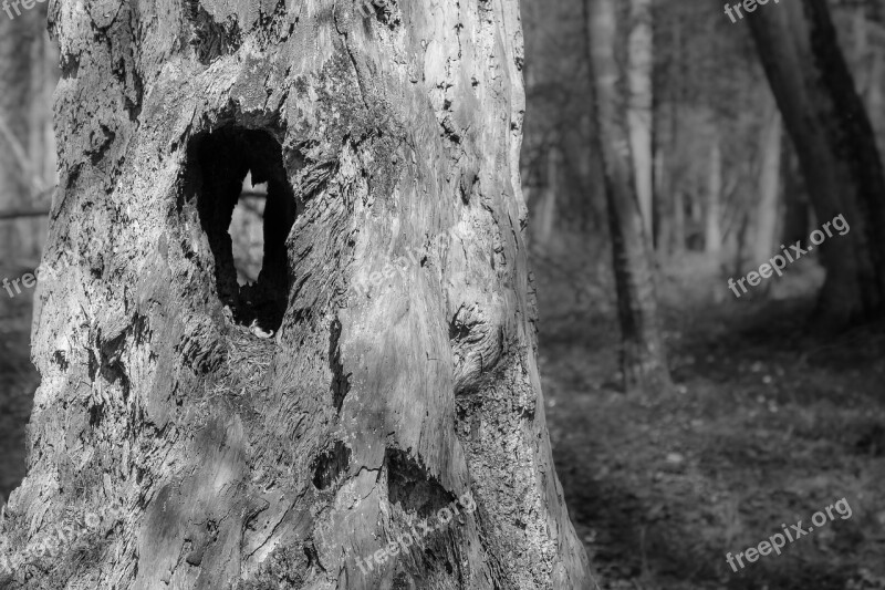 Trunk Tree Hollow Hole Forest