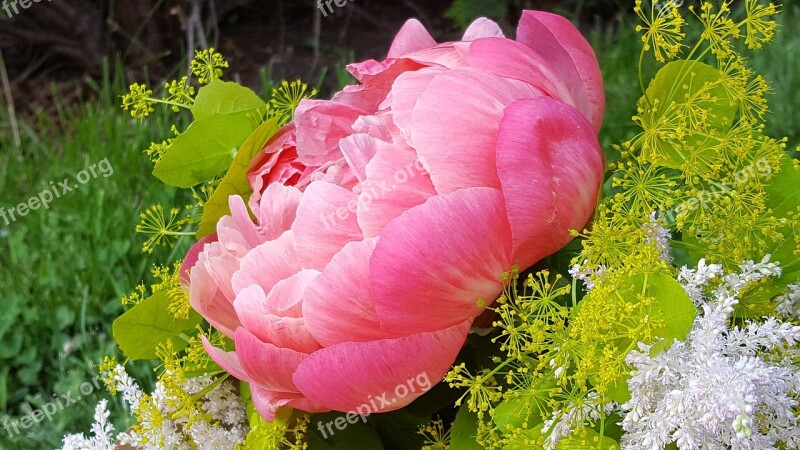 Peony Decorative Flower Bouquet Free Photos