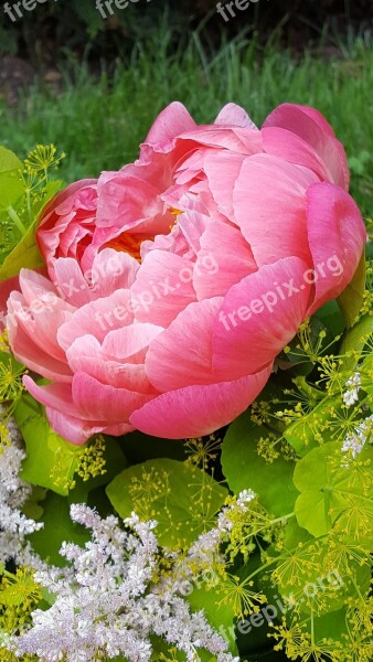 Peony Decorative Flower Bouquet Free Photos